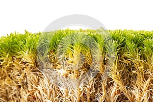 Moss isolated on a white background