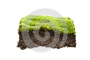 Moss isolated on white background