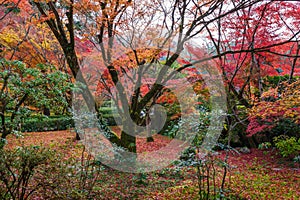 Moss land and Maple Trees in Saihoji Garden, Kyoto, Japan