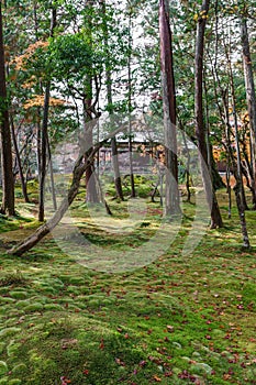 Moss land and Tree Trunk with maple leaves on floor in Saihoji Garden, Kyoto, Japan