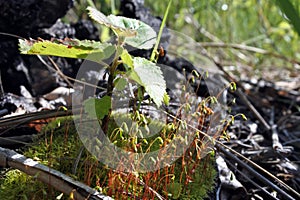 Moss with latin name Hypnum cupressiforme. Natural texture. photo