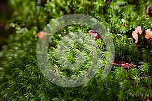 Moss layer closeup