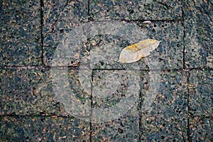 Moss and a leaf on Laterite brick photo