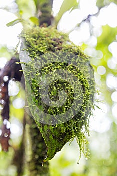 Moss and leaf photo