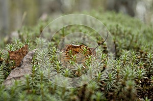 moss leaf yellow dry nature of the piece of wood macro