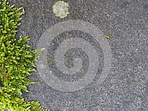 Moss leaves frame on stone