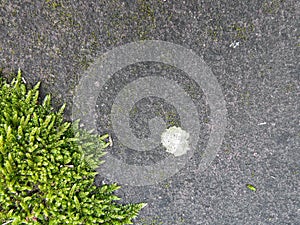 Moss leaves frame on stone