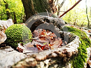 moss, leaves, wood, green