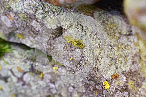 Moss and licen growing on stone,