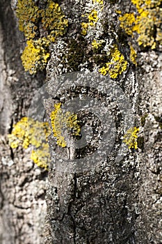 Moss lichen bark