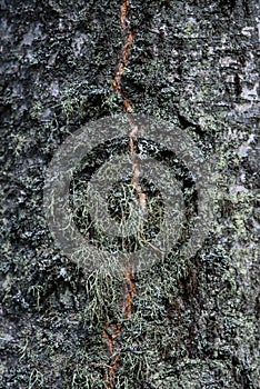 Moss and lichen on birch tree bark