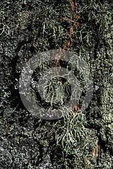 Moss and lichen on birch tree bark