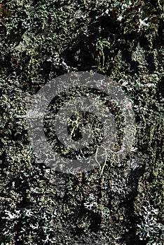 Moss and lichen on birch tree bark