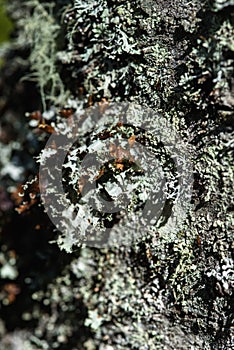 Moss and lichen on birch tree bark