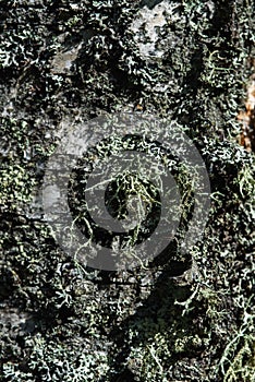 Moss and lichen on birch tree bark