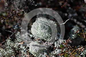 Moss lichen Cladonia rangiferina. Grey reindeer lichen. Beautiful light-colored forest moss growing in warm and cold climates.