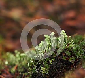 Moss and lichen closeup