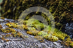 Moss and Lichen Closeup