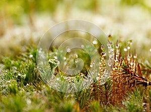 Moss and lichen covered by dew drops