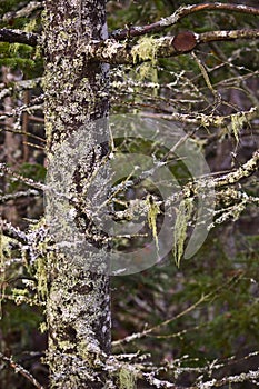 Moss and lichen covered tree