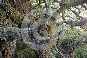 Moss, lichen and epiphyte covered ancient tree