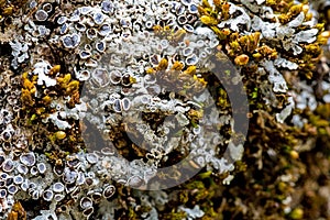 Moss and Lichen On A Fallen Tree