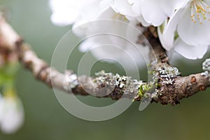 Moss and lichen on flowering cherry branch in spring