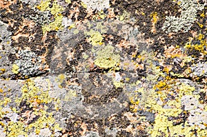 Moss and lichen on granite stone