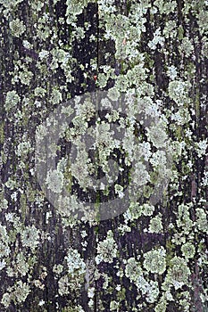 Moss or lichen grew up in graveyard on the grave on the tree