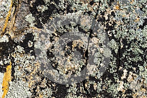 Moss and lichen grow on a stone. Macro. background of Lichen Moss stone.