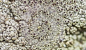 Moss and lichen grow on a stone. Macro. background of Lichen Moss stone