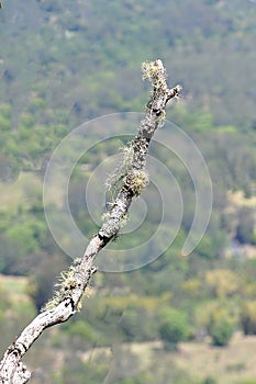 Moss and Lichen growing on a dying tree limb