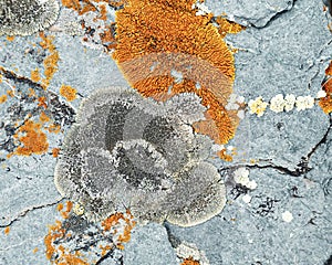 Moss and lichen growing on grey rock. Natural texture background with bright colorful vegetation on stone.