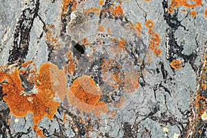 Moss and lichen growing on grey rock. Natural texture background with bright colorful vegetation on stone.