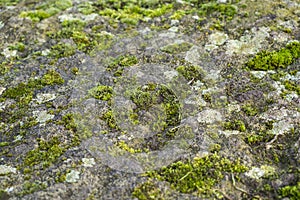 Moss and lichen growing on a rock