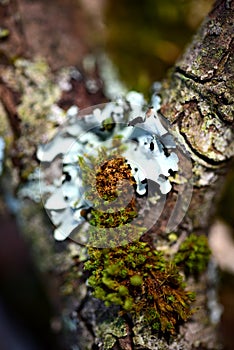 Moss and lichen growing on a treen branch