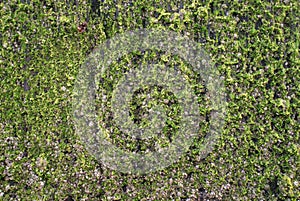 Moss and lichen on pole in the sea.