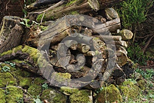 Moss and lichen on a rotting log in a wildlife garden