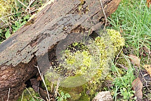 Moss and lichen on a rotting log in a wildlife garden