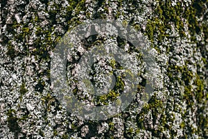 Moss and lichen texture on oak tree bark. Organic abstract texture and background for design. Closeup view of oak tree bark.