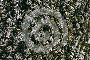 Moss and lichen texture on oak tree bark. Organic abstract texture and background for design. Closeup view of oak tree bark.