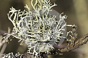 Moss lichen on a tree branch