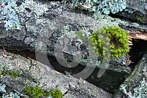 Moss and lichen on tree branches selective focus