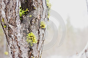 Moss and lichen