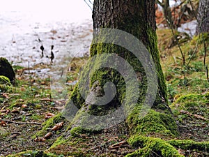 Moss and lichen trunk closeup