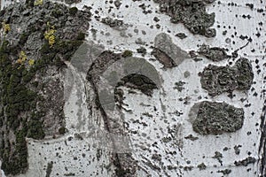 Moss and lichen on uneven surface of bark of silver poplar