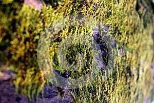 Moss and lichens