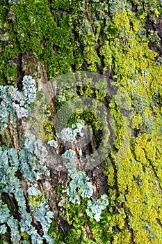 Moss and Lichens