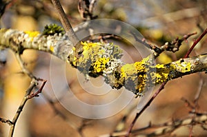 Moss and lichens on branch of a tree