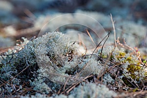 Moss, lichens in a pine forest, Forest massif at Carcans Plage, pine forest near Lacanau, on the French Atlantic coast